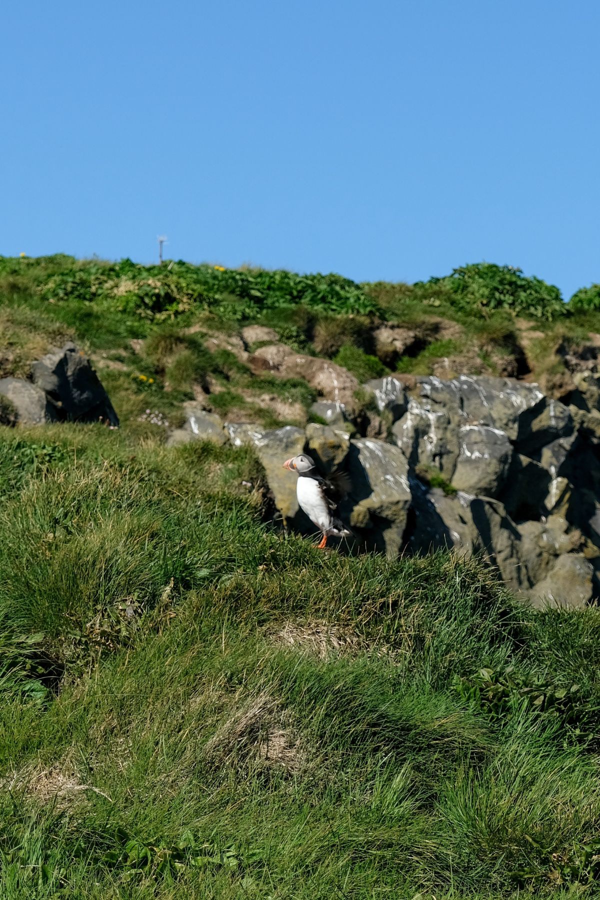 Dyrhólaey Viewpoint papegaaiduikers spotten
