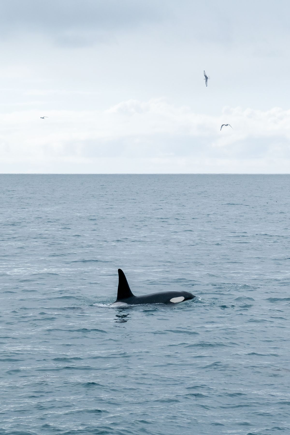 Orka's spotten in Ólafsvík op het schiereiland Snæfellsnes in IJsland
