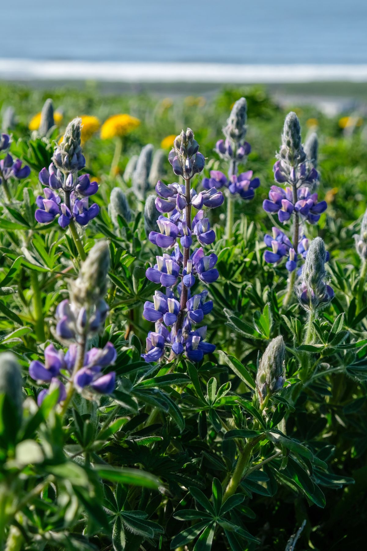 Paarse lupine planten in het dorpje Vík