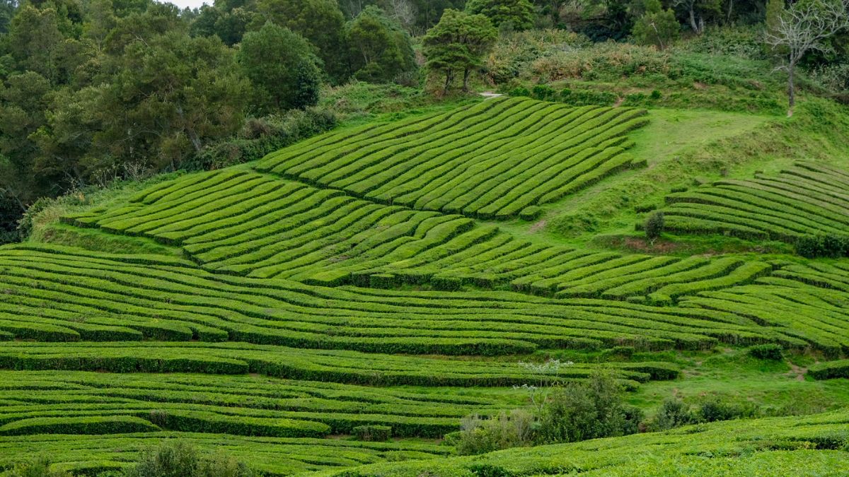 Chá Gorreana theeplantage São Miguel Azoren