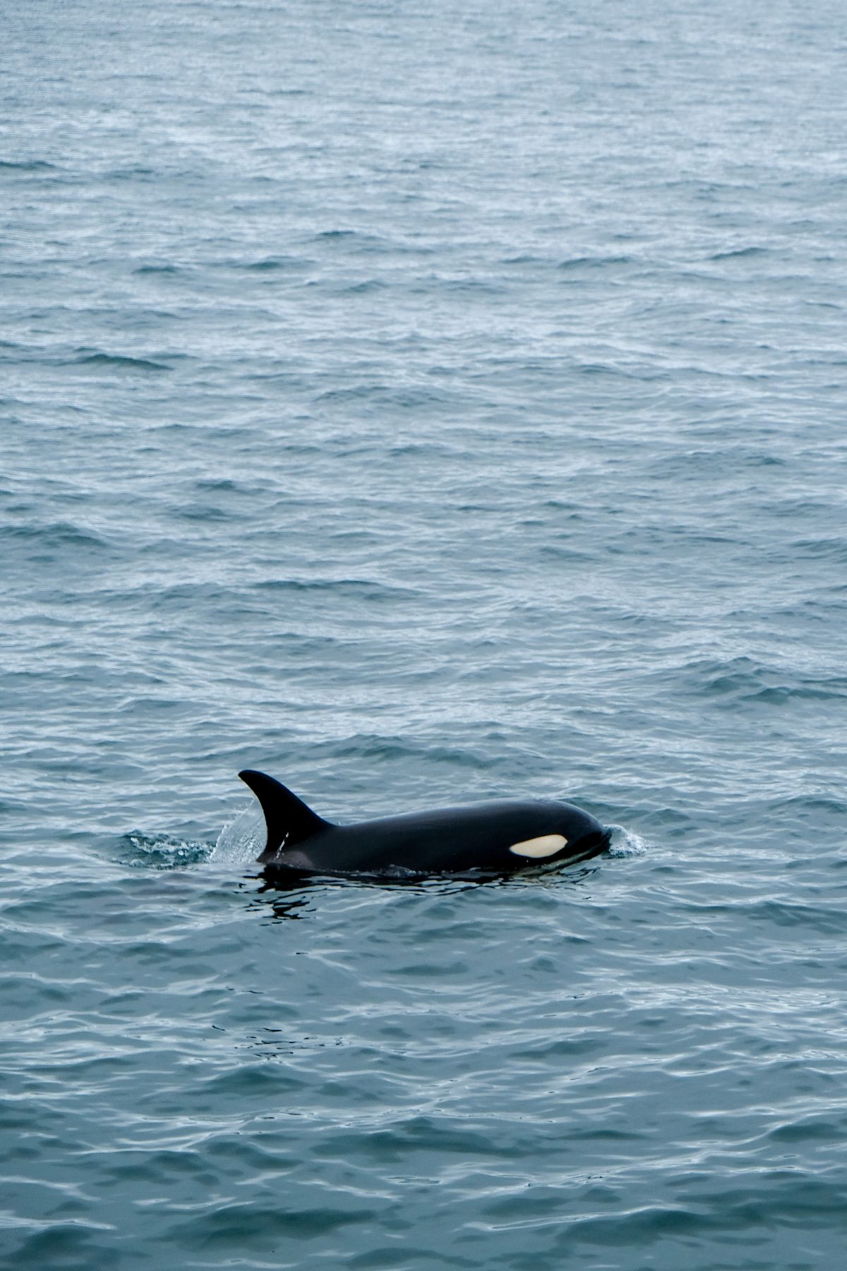 Orka's spotten in Ólafsvík