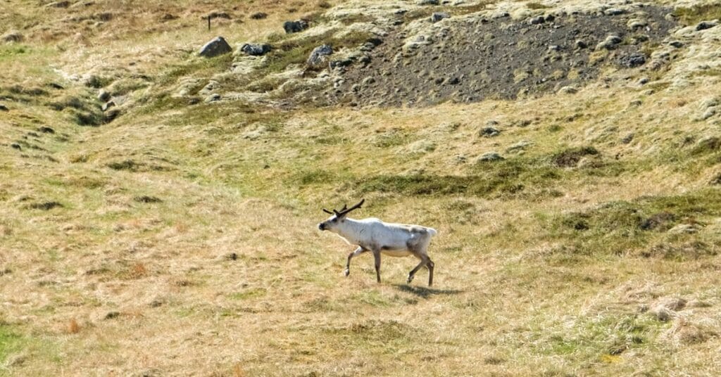 Rendieren in de Oostfjorden van IJsland