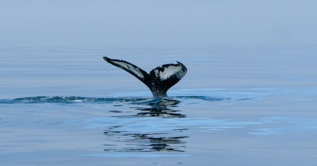 Walvissen spotten in IJsland