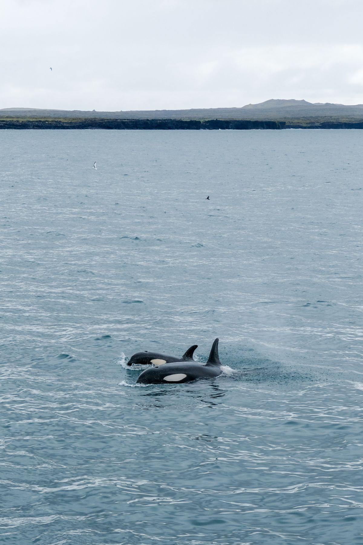 Orka's spotten in IJsland vanuit de haven van Ólafsvík