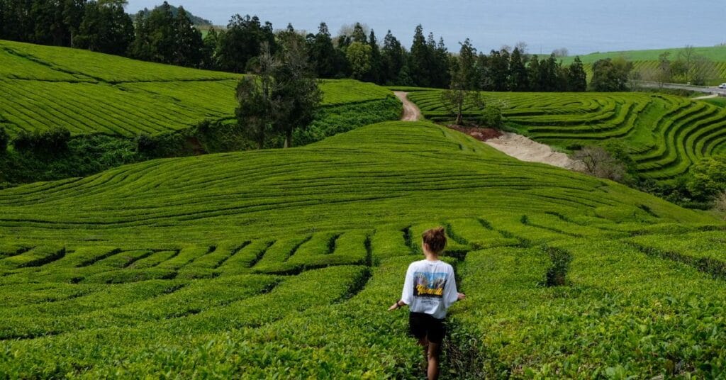 Wandeling over de theeplantage Chá Gorreana