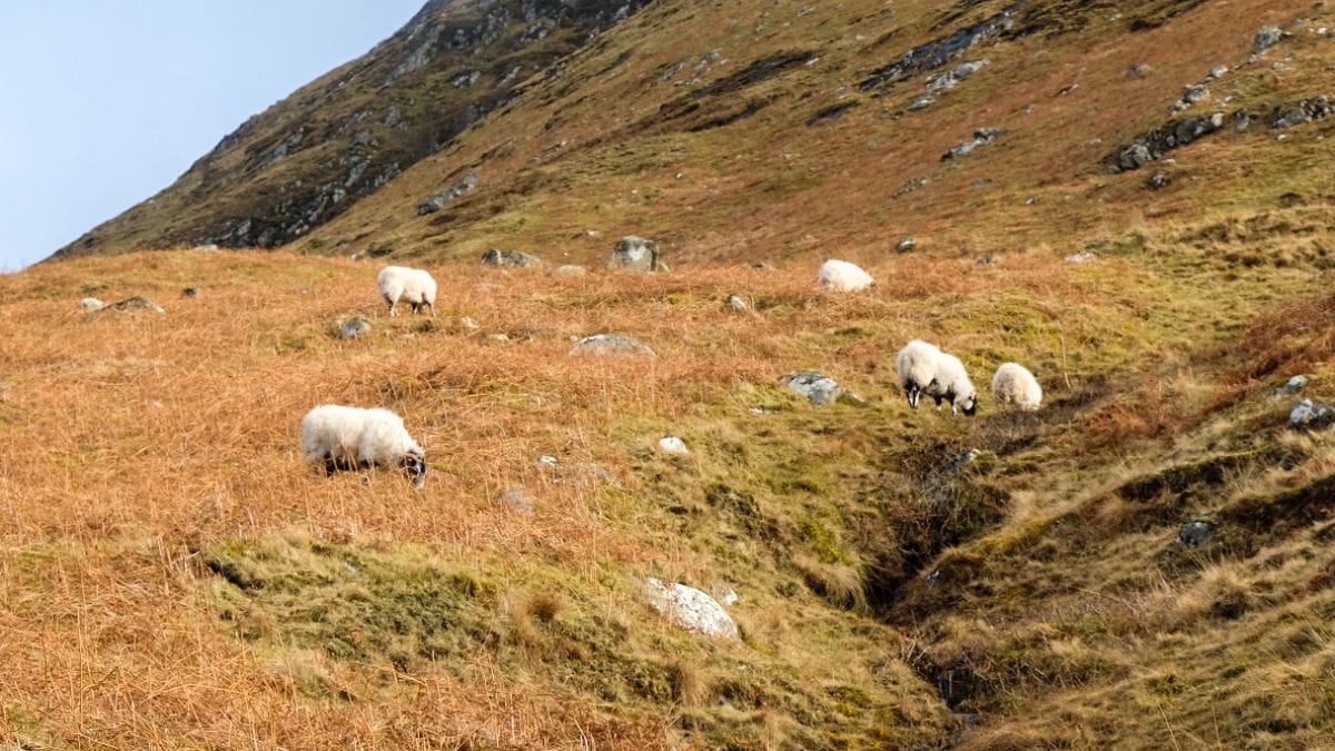 Rondreis door Schotland